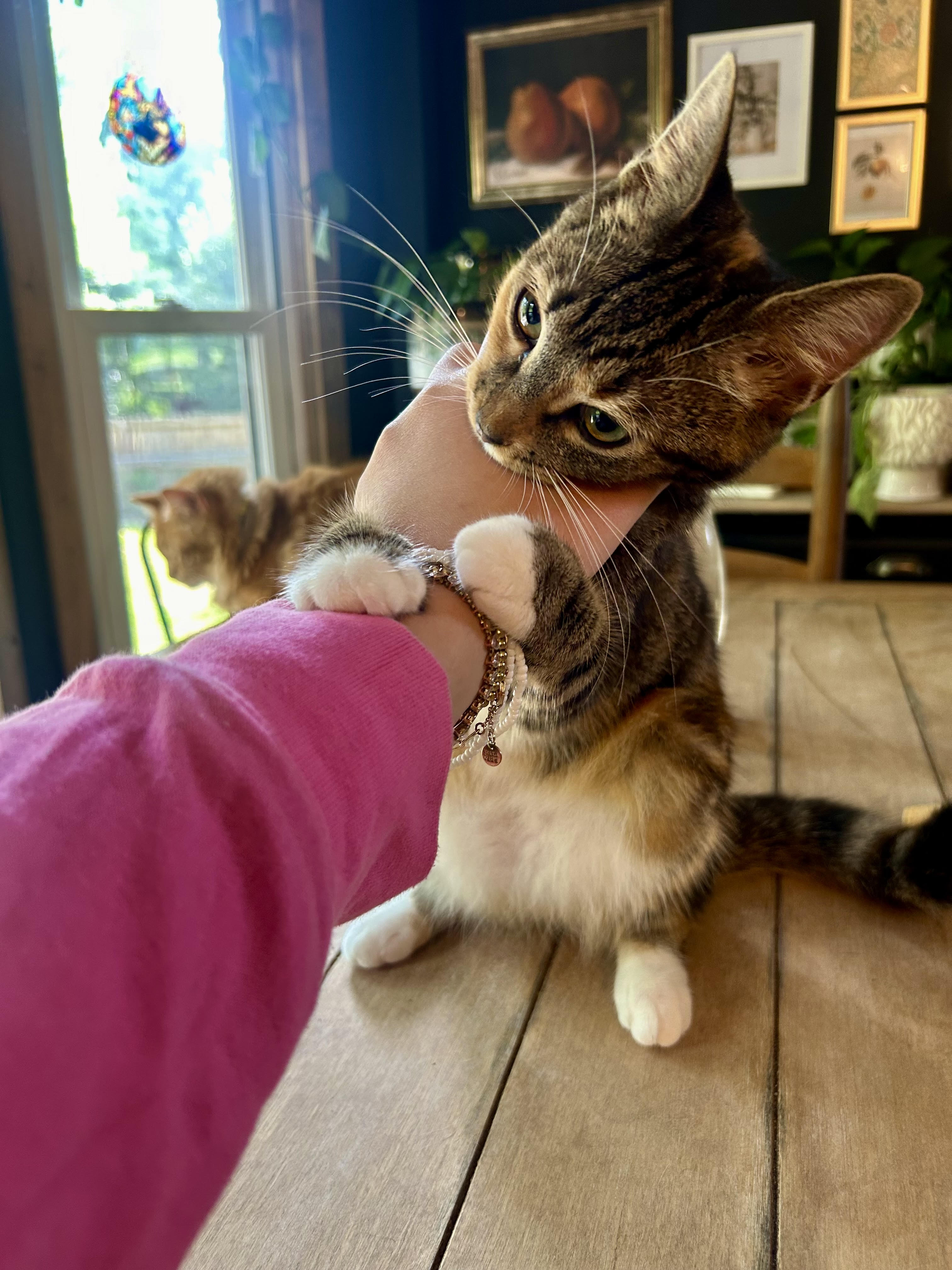 Junie as a kitten