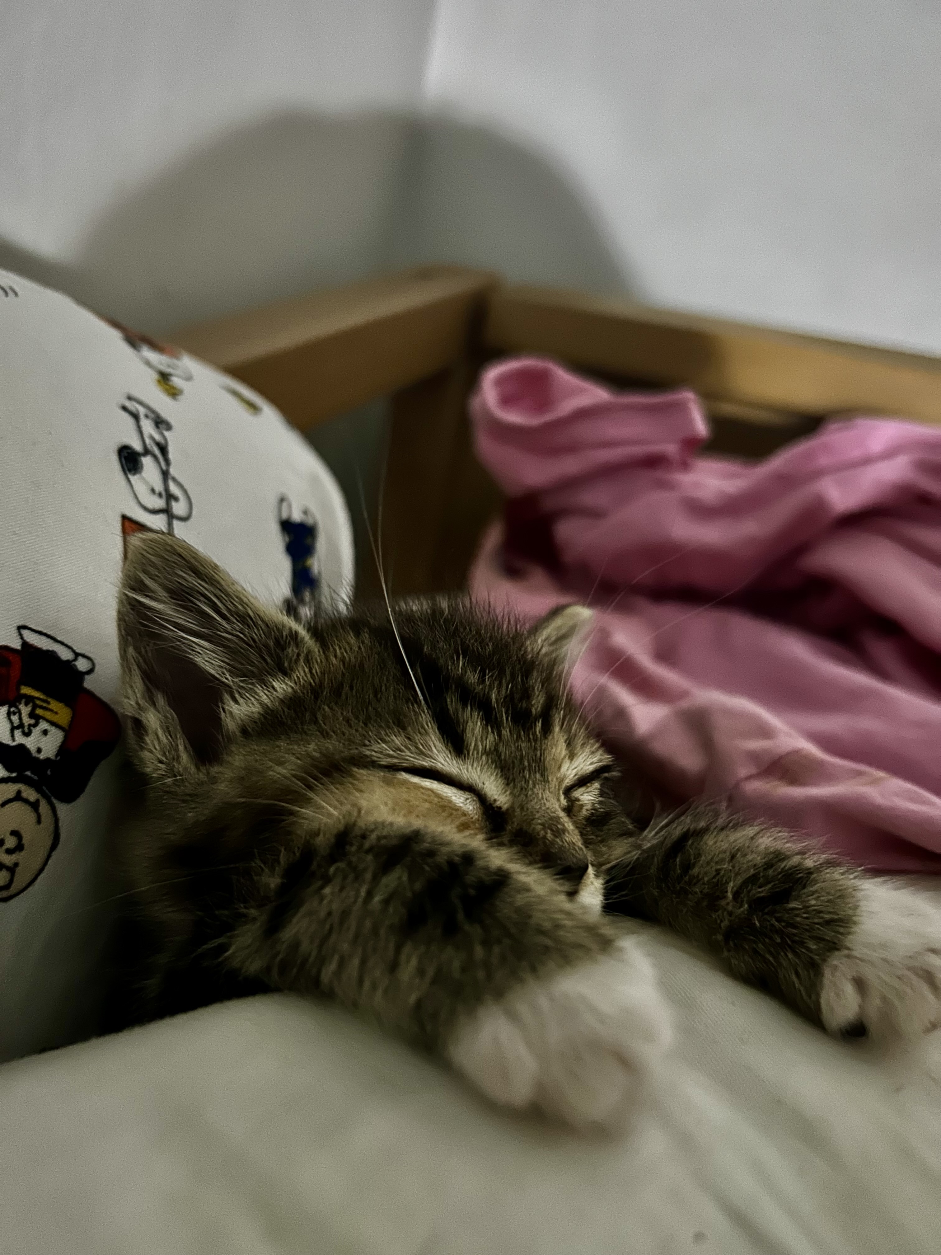 Junie as a kitten